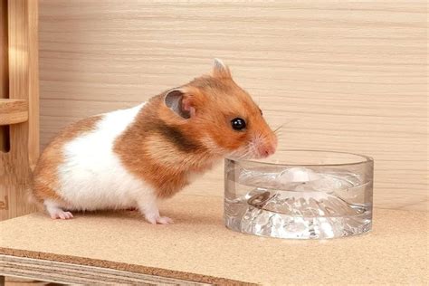 sexy live hamster|How to Keep a Hamster Cool in Hot Weather: 13 Steps